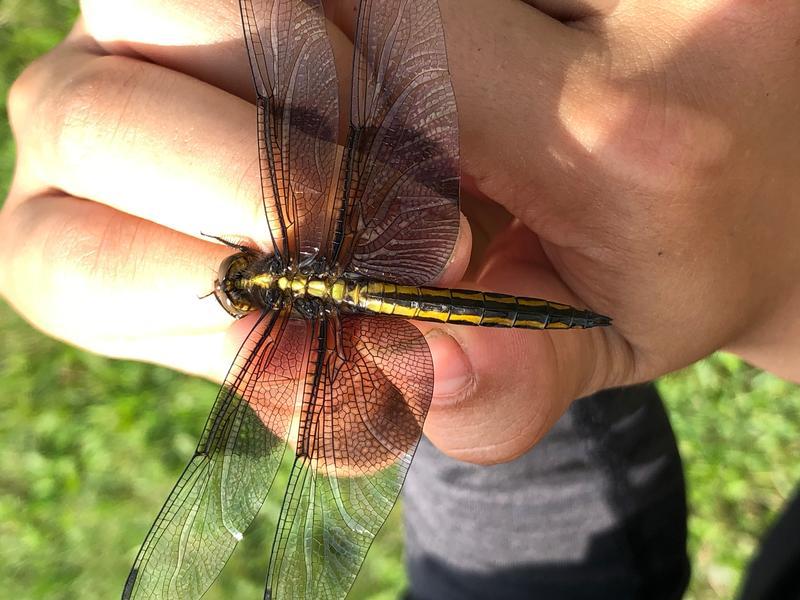 Photo of Widow Skimmer