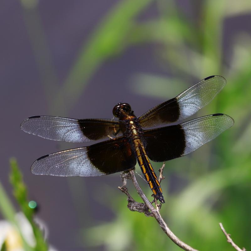 Photo of Widow Skimmer