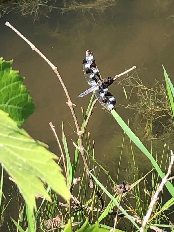 Photo of Twelve-spotted Skimmer