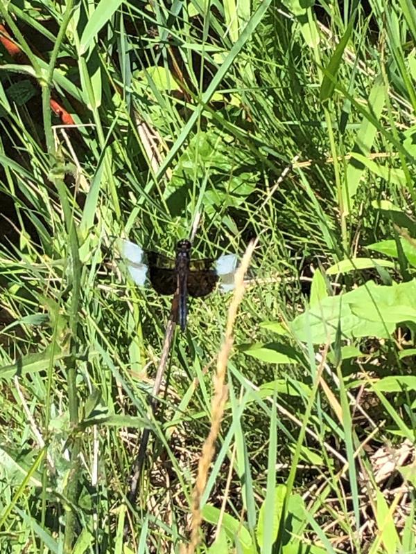 Photo of Widow Skimmer