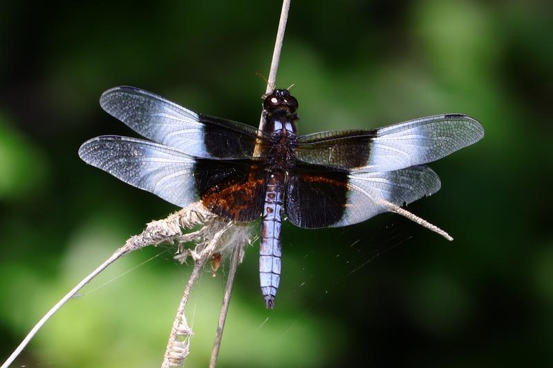 Photo of Widow Skimmer