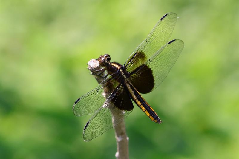 Photo of Widow Skimmer
