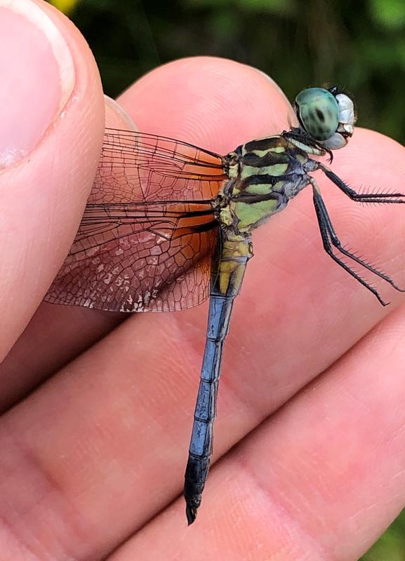 Photo of Blue Dasher
