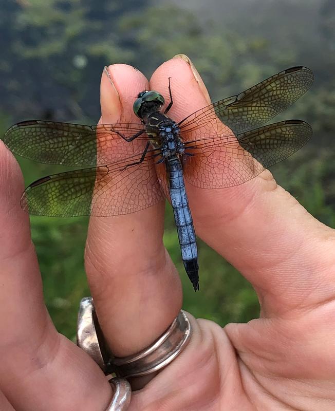 Photo of Blue Dasher