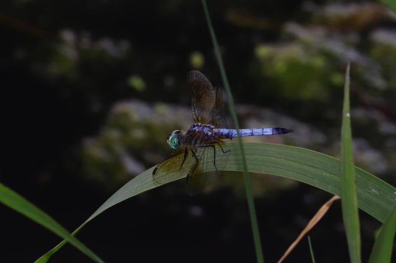 Photo of Blue Dasher