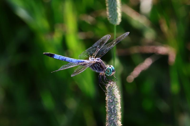 Photo of Blue Dasher