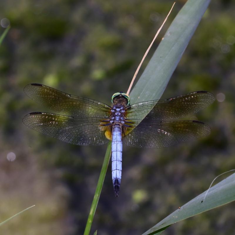 Photo of Blue Dasher