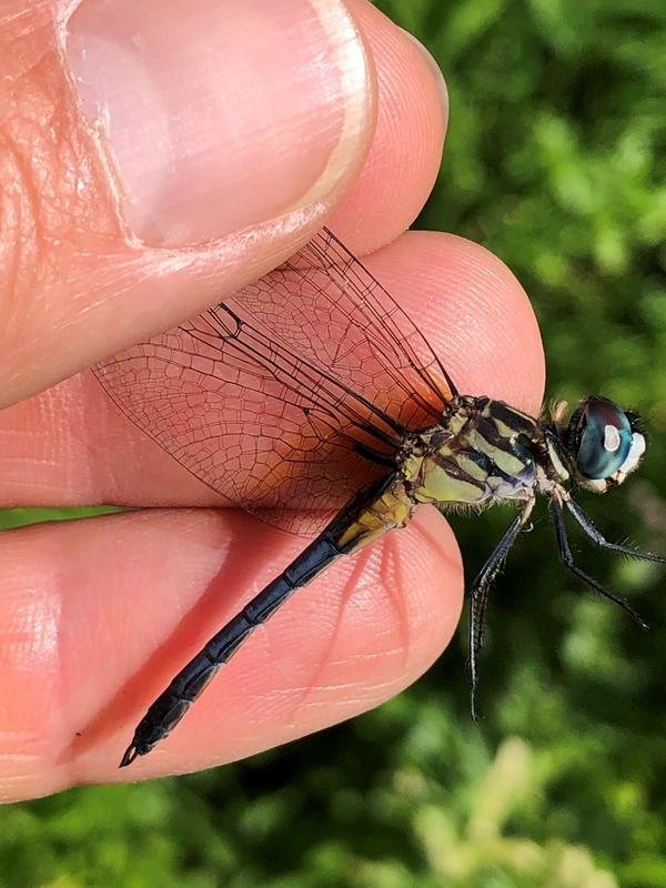 Photo of Blue Dasher