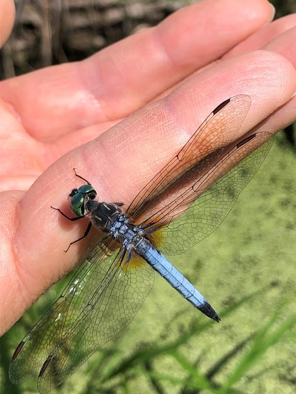 Photo of Blue Dasher