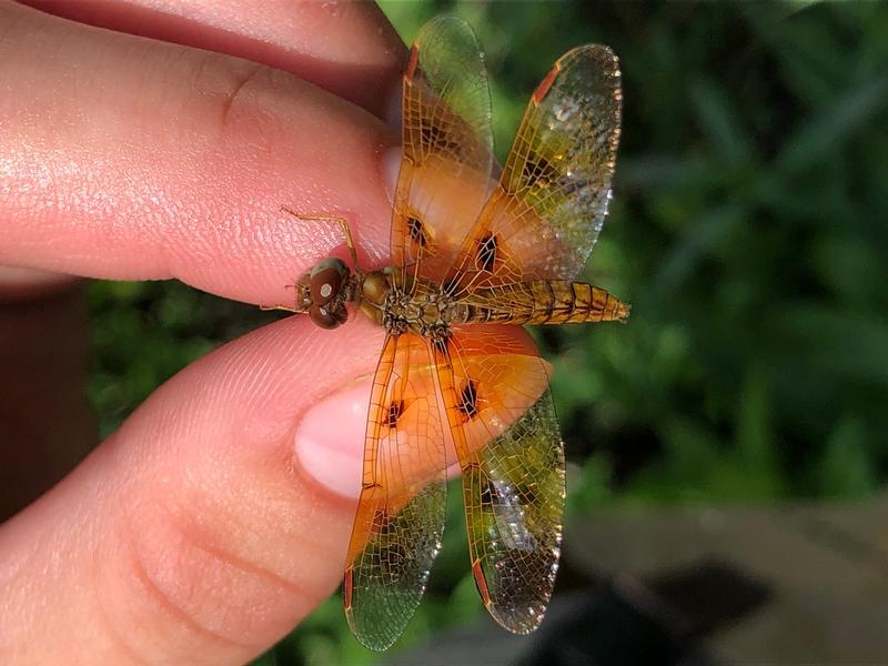 Photo of Eastern Amberwing