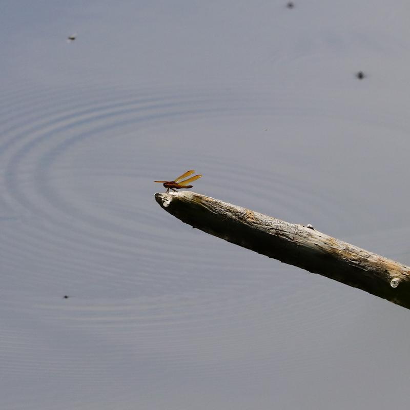 Photo of Eastern Amberwing