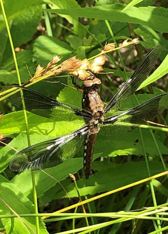 Photo of Common Whitetail