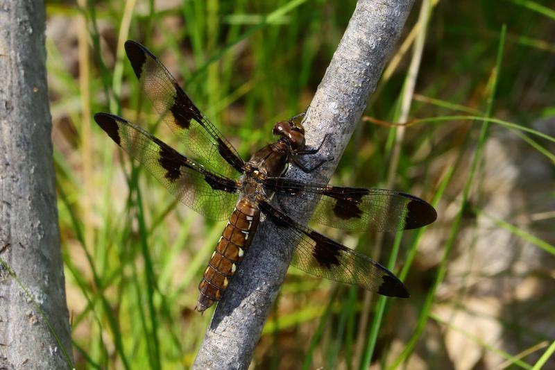 Photo of Common Whitetail