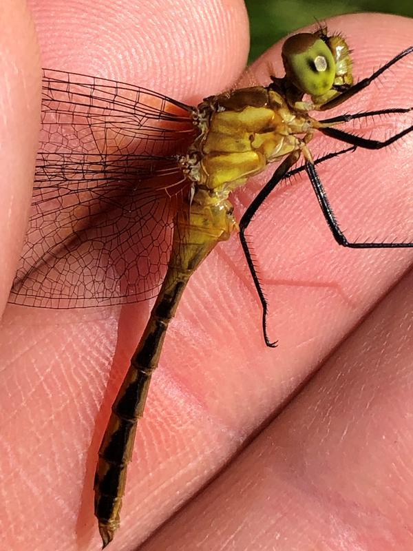 Photo of Ruby Meadowhawk