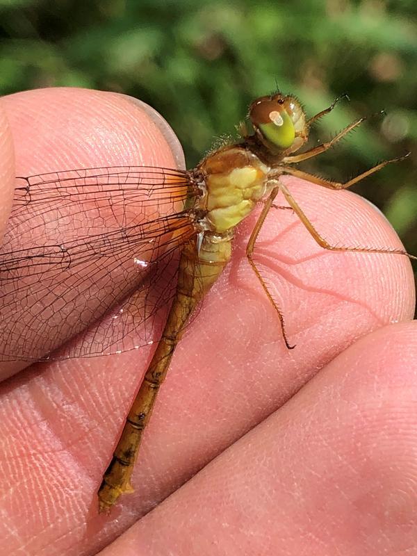 Photo of Autumn Meadowhawk