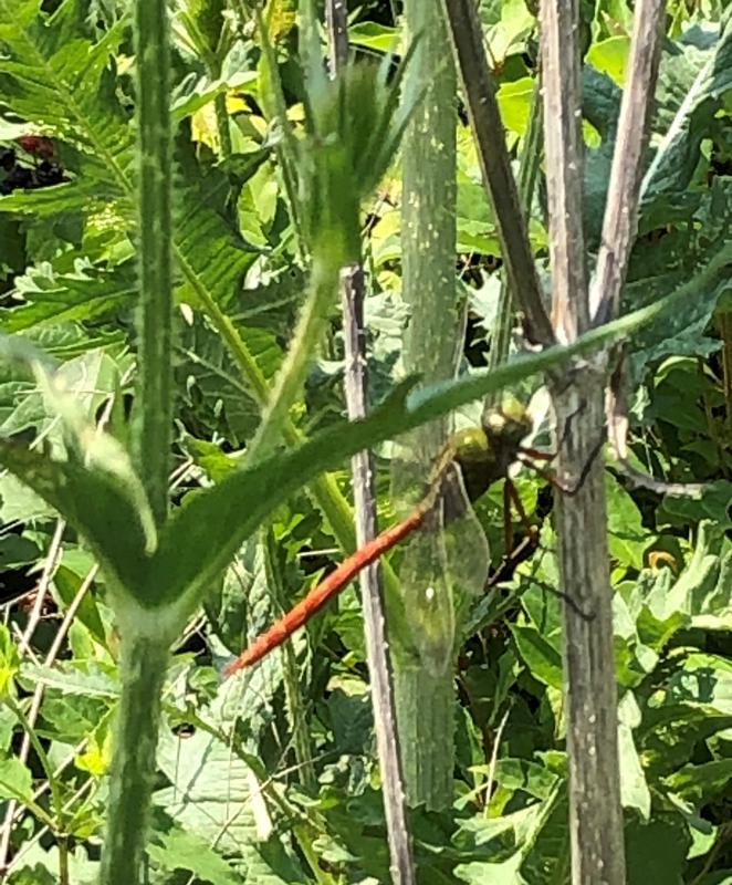 Photo of Comet Darner