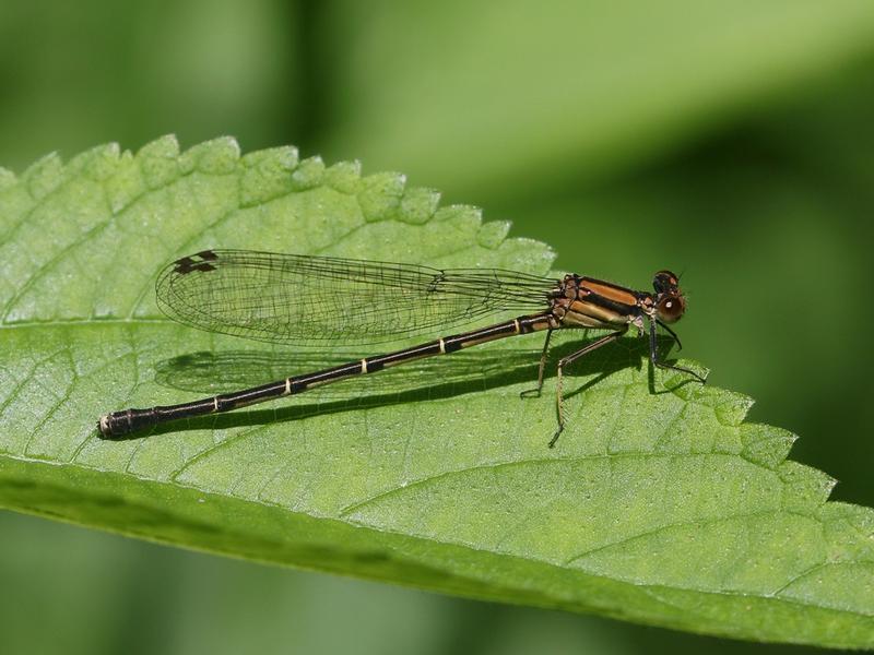 Photo of Blue-tipped Dancer