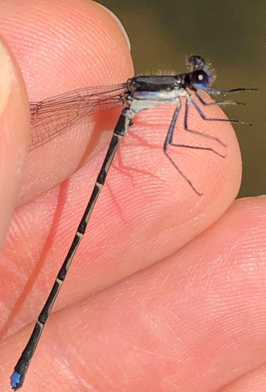 Photo of Blue-tipped Dancer