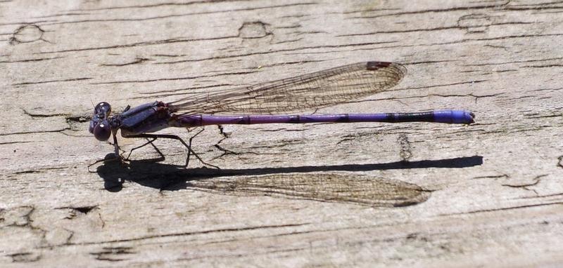 Photo of Variable Dancer (Violet Dancer ssp.)