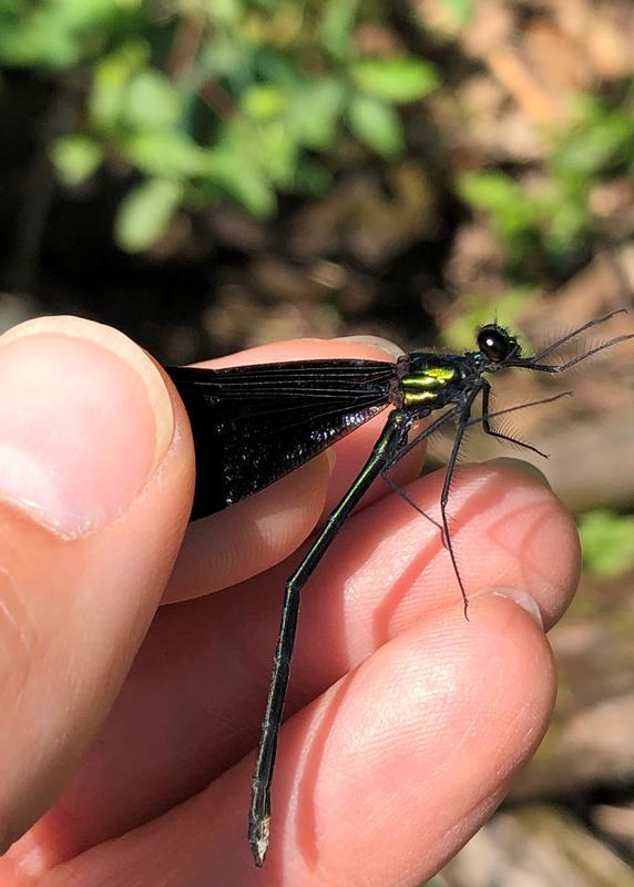 Photo of Ebony Jewelwing