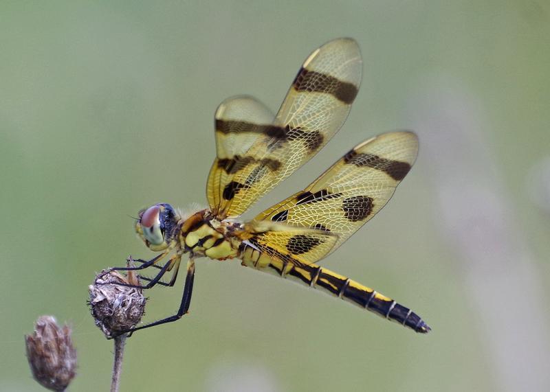 Photo of Halloween Pennant