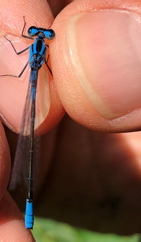 Photo of Azure Bluet