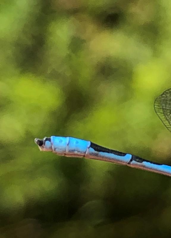 Photo of Familiar Bluet