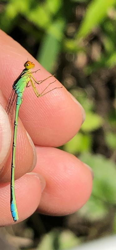 Photo of Rainbow Bluet