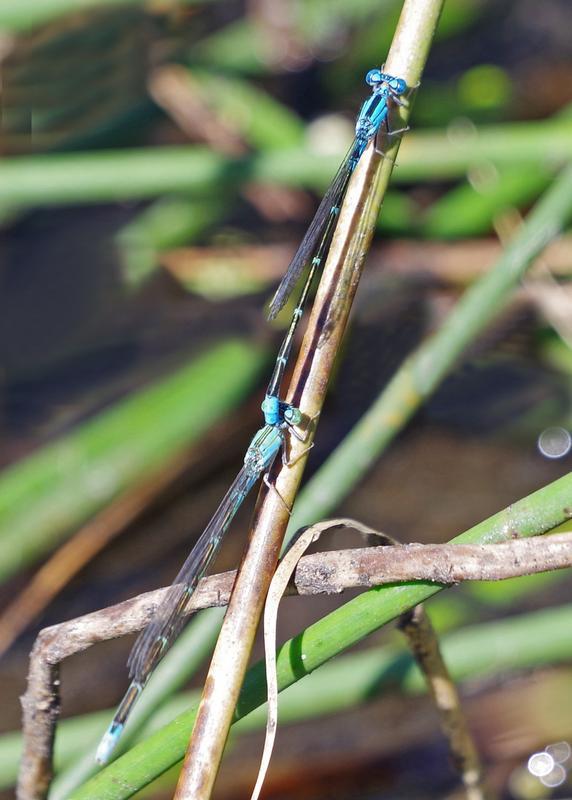 Photo of Slender Bluet