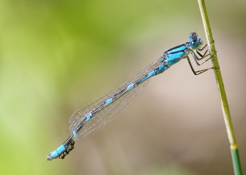 Photo of Tule Bluet