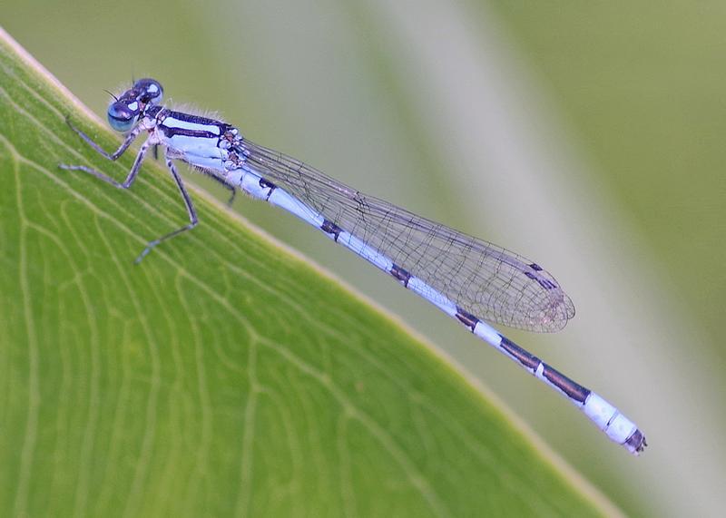 Photo of Hagen's Bluet