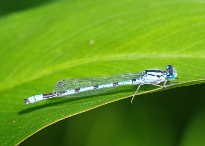 Photo of Marsh Bluet