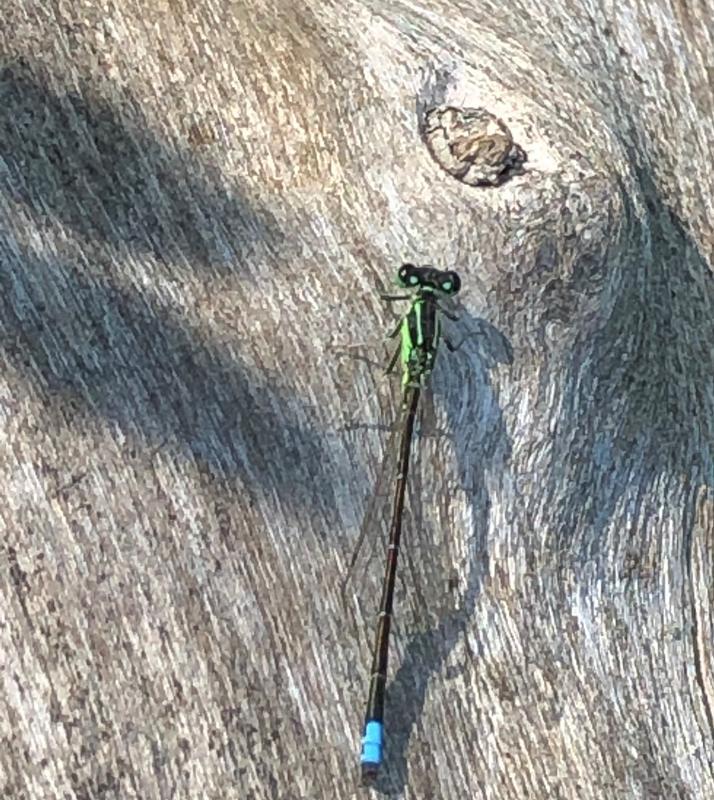 Photo of Eastern Forktail