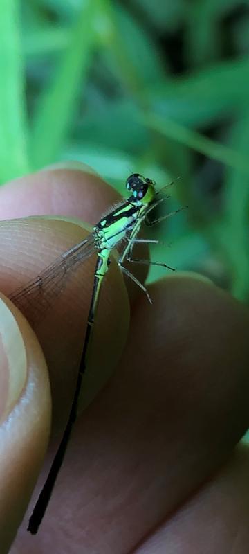 Photo of Fragile Forktail