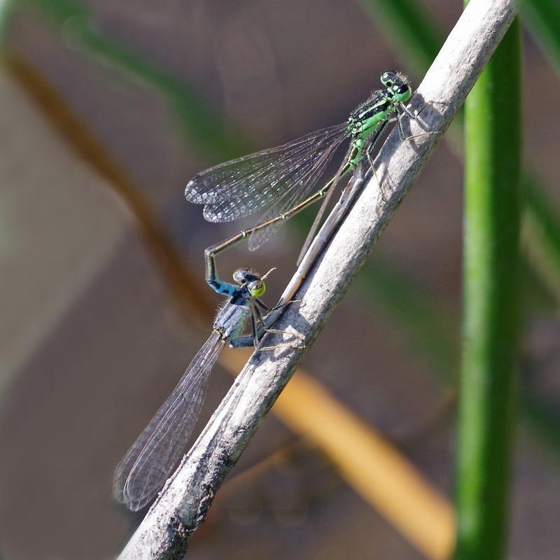 Photo of Eastern Forktail