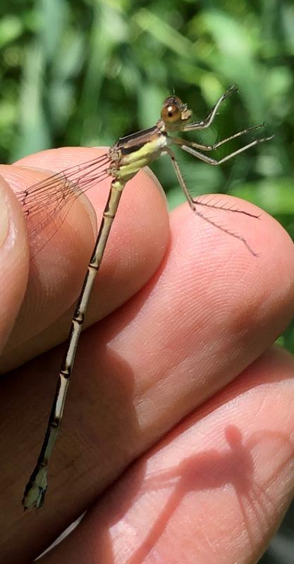 Photo of Slender Spreadwing