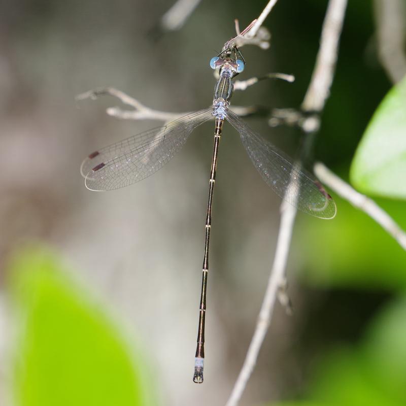 Photo of Slender Spreadwing