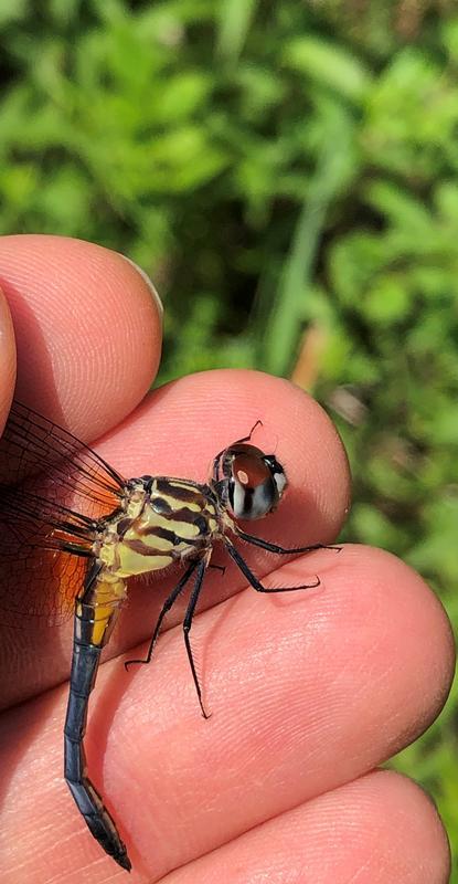 Photo of Blue Dasher