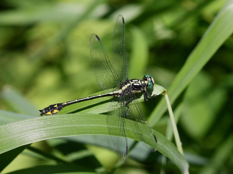 Photo of Riverine Clubtail