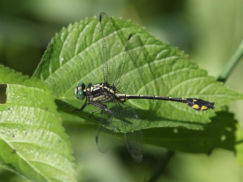 Photo of Riverine Clubtail