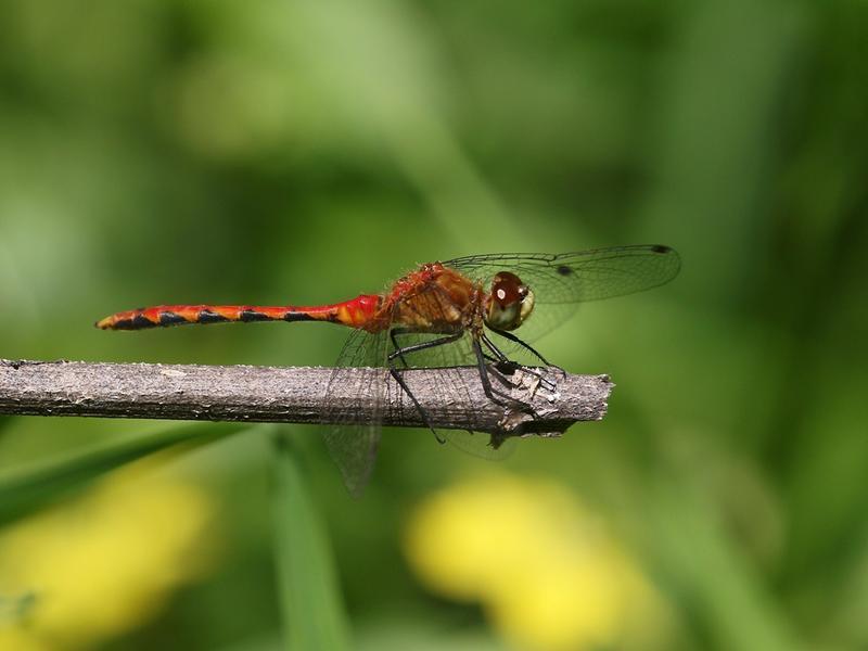 Photo of White-faced Meadowhawk