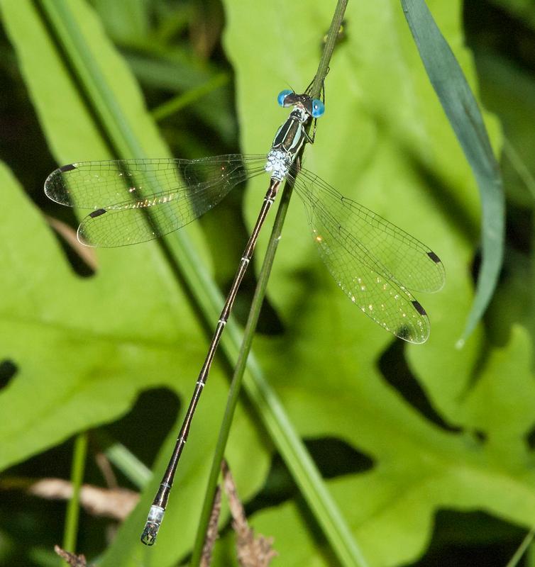 Photo of Slender Spreadwing