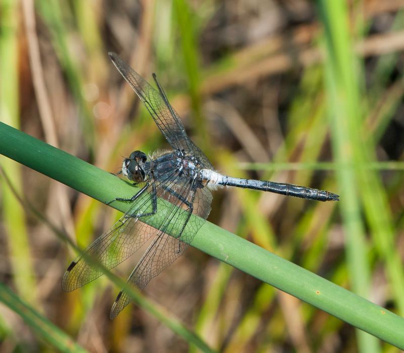 Photo of Belted Whiteface