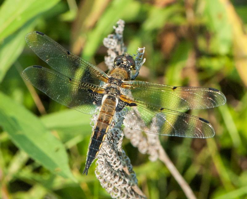 Photo of Four-spotted Skimmer