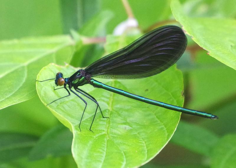 Photo of Ebony Jewelwing