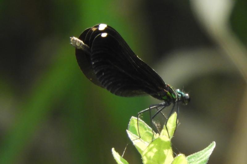 Photo of Ebony Jewelwing