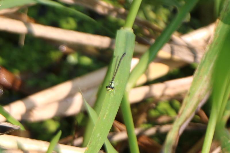 Photo of Fragile Forktail