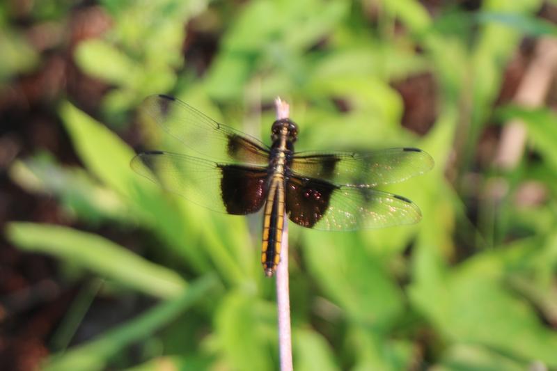 Photo of Widow Skimmer
