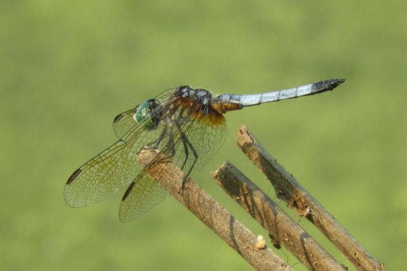 Photo of Blue Dasher