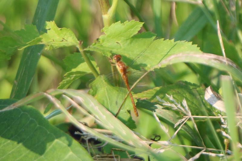Photo of Autumn Meadowhawk
